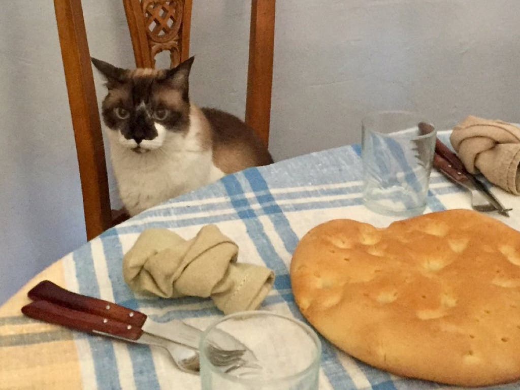 Lucas, el «gato alcalde» de Alcalá de Henares