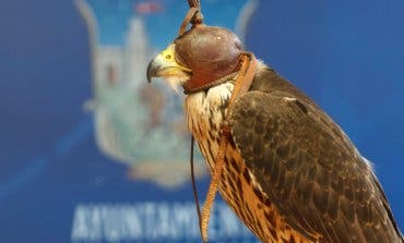 Guadalajara suelta una veintena de halcones contra la plaga de palomas