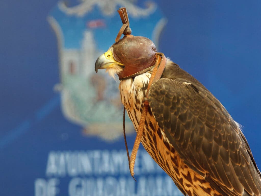 Guadalajara suelta una veintena de halcones contra la plaga de palomas