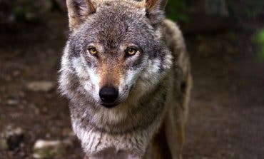 Muere atropellada una loba ibérica en la A-1