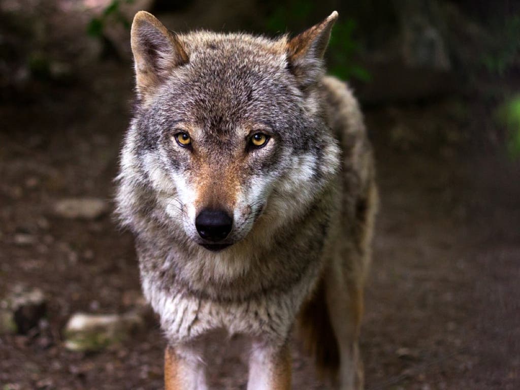 Cuatro lobos han muerto atropellados en el mismo tramo de la A-1