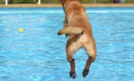 Daganzo organiza un día de piscina para perros