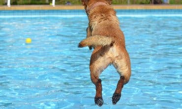 Perros al agua en Daganzo y fiesta hawaiana en Paracuellos para cerrar las piscinas de verano