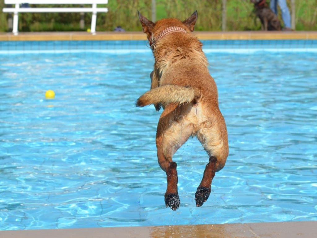 Daganzo organiza un día de piscina para perros