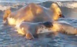 ASOMBROSO lo que una vecina de Torrejón grabó en una playa