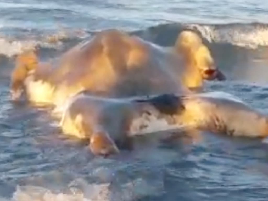 Una vecina de Torrejón no se podía creer lo que vio en la playa