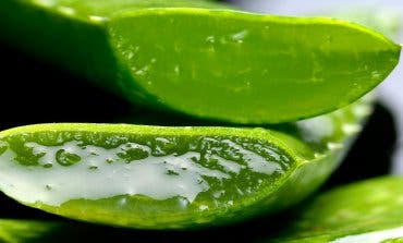 La Universidad de Alcalá demuestra el poder regenerador del aloe vera