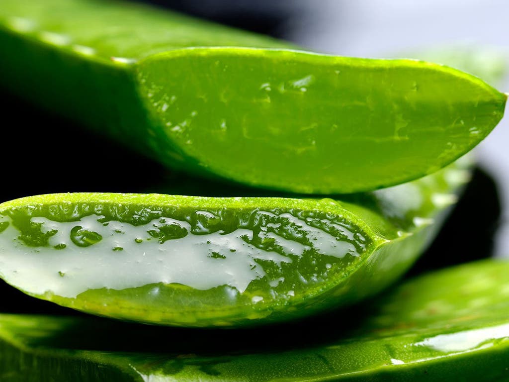 La Universidad de Alcalá demuestra el poder regenerador del aloe vera