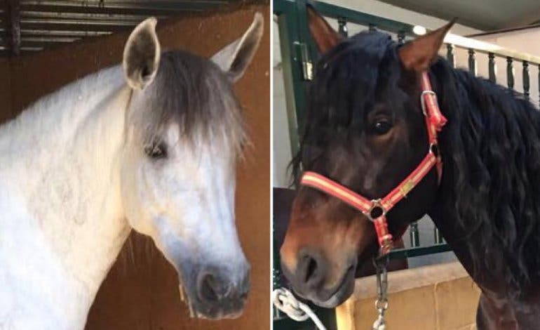 Dos caballos escapan de sus ladrones en San Fernando de Henares