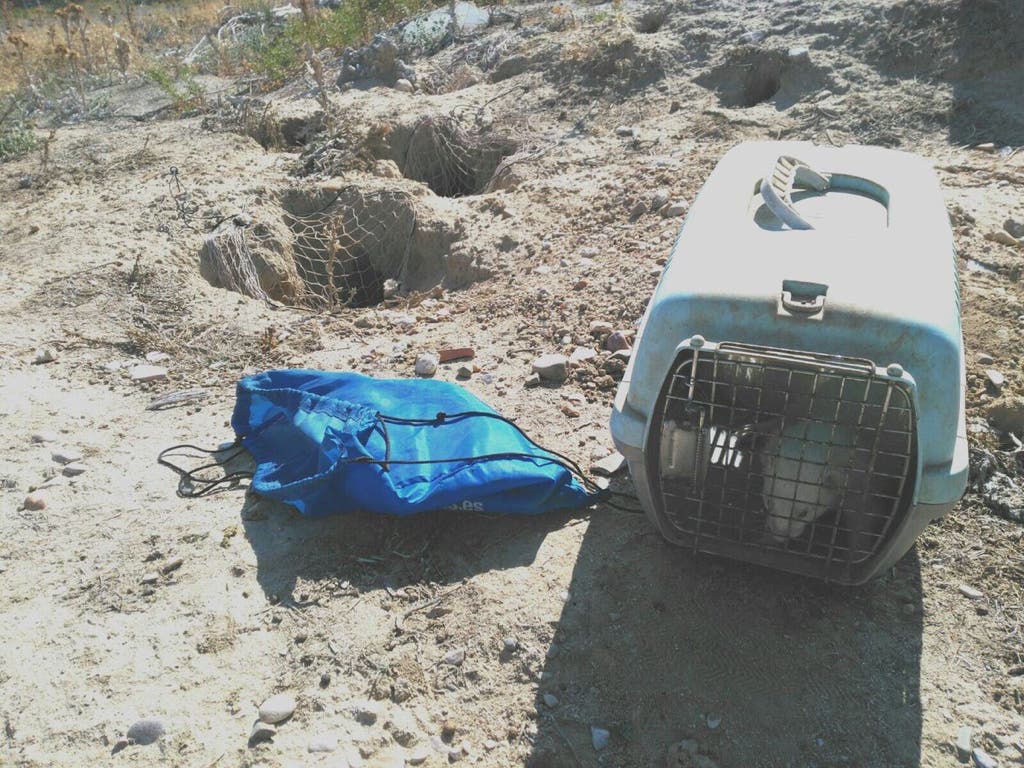 Agentes forestales supervisan en Alcalá la caza de conejos con hurón