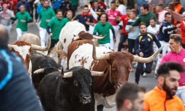 Un herido por asta de toro en los encierros de Guadalajara