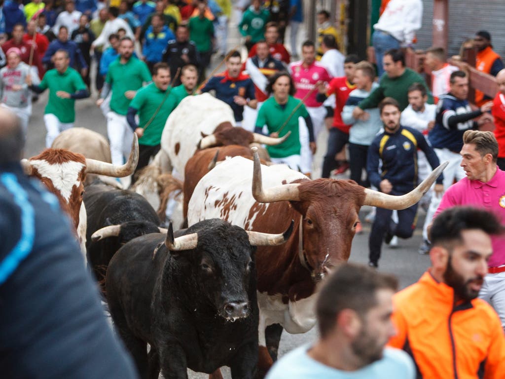 Un herido por asta de toro en los encierros de Guadalajara