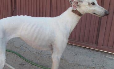 Logra recuperar en Ávila al galgo que le habían robado en Guadalajara