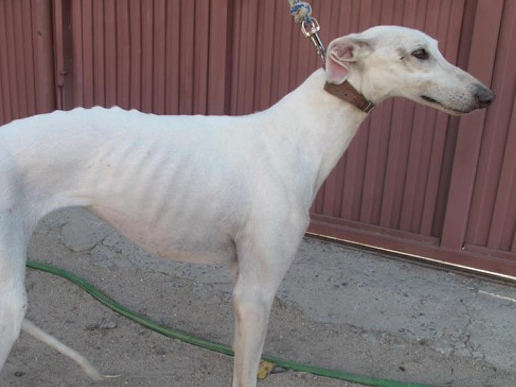 Logra recuperar en Ávila al galgo que le habían robado en Guadalajara