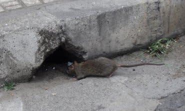 Las ratas campan a sus anchas por San Fernando de Henares