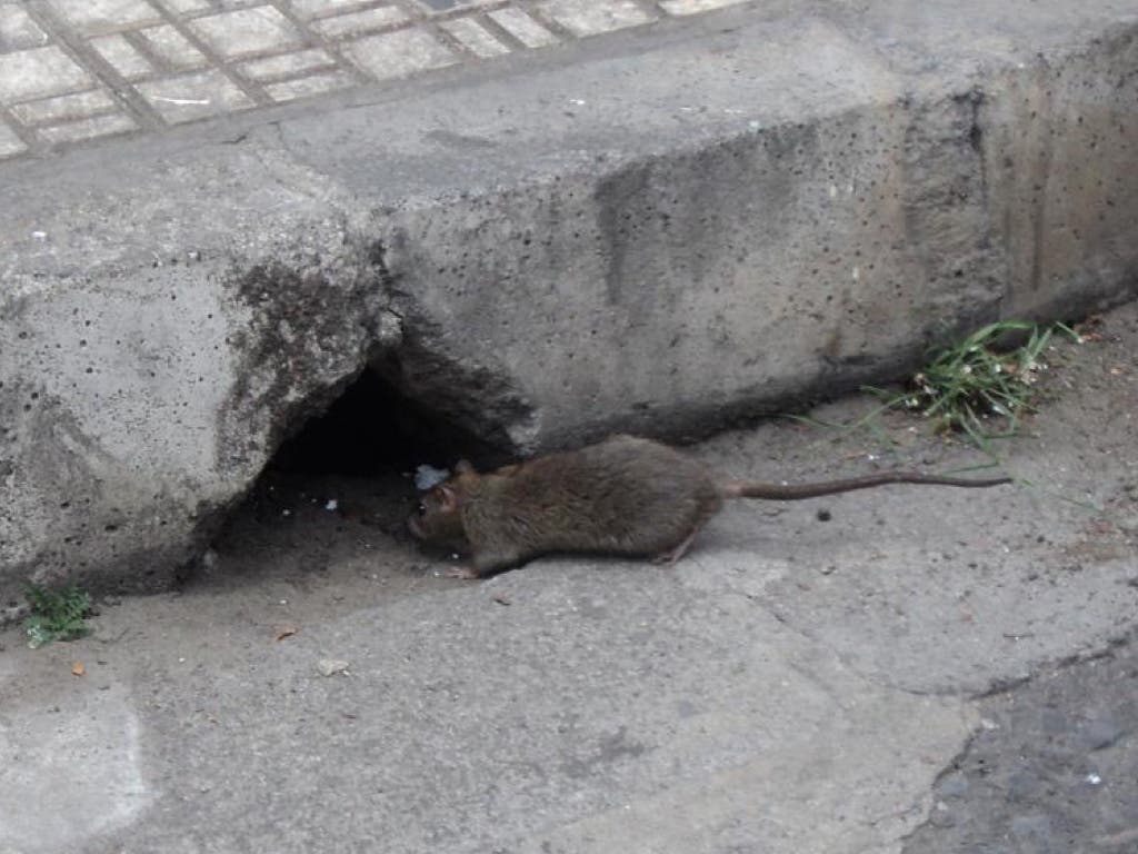 Las ratas campan a sus anchas por San Fernando de Henares