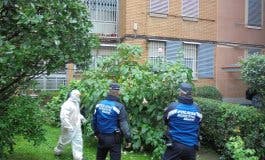 Encuentran 66 plantas de burundanga en el jardín de una urbanización