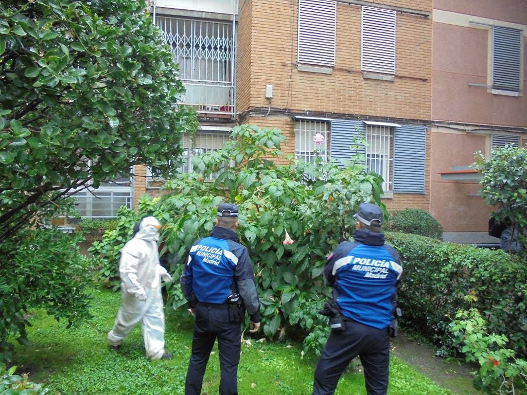 Encuentran 66 plantas de burundanga en el jardín de una urbanización