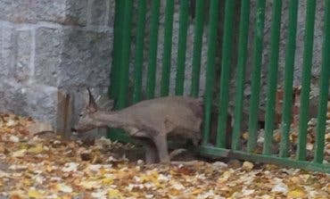 Rescatan a un corzo atrapado en una puerta metálica