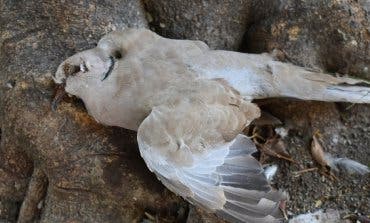Velilla investiga la aparición de palomas muertas en el municipio