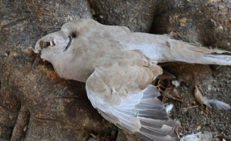Velilla investiga la aparición de palomas muertas en el municipio