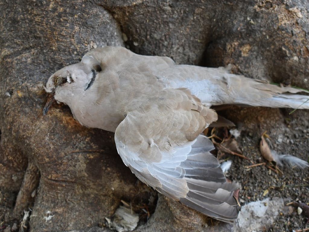 Velilla investiga la aparición de palomas muertas en el municipio