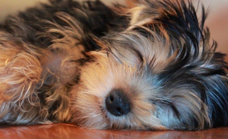 Muere un yorkshire en Guadalajara atacado por dos «perros peligrosos»