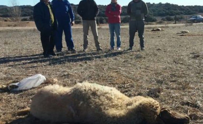 Denuncian el envenenamiento de 70 ovejas en Guadalajara