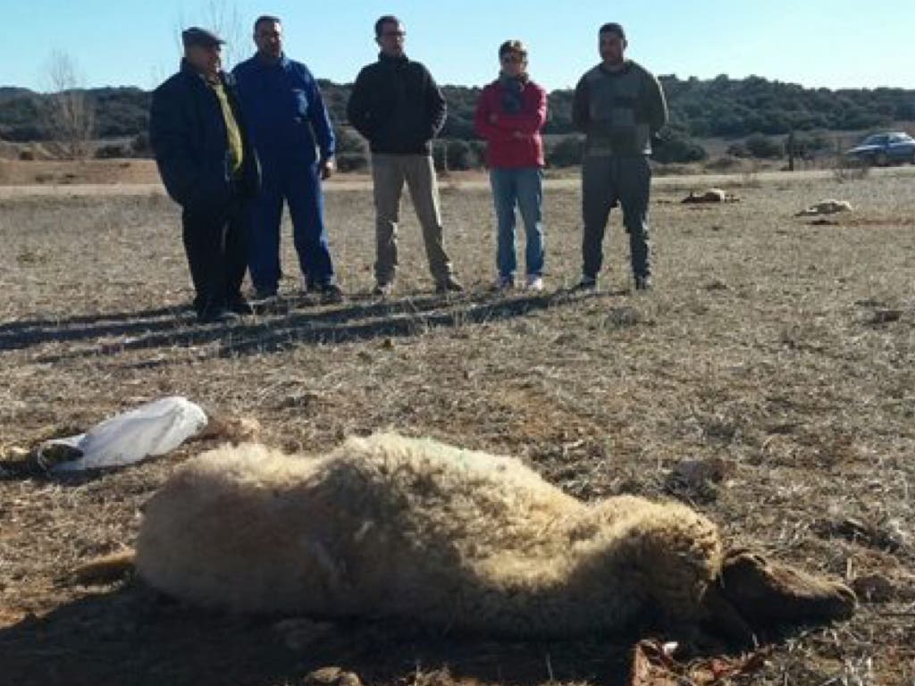 Denuncian el envenenamiento de 70 ovejas en Guadalajara