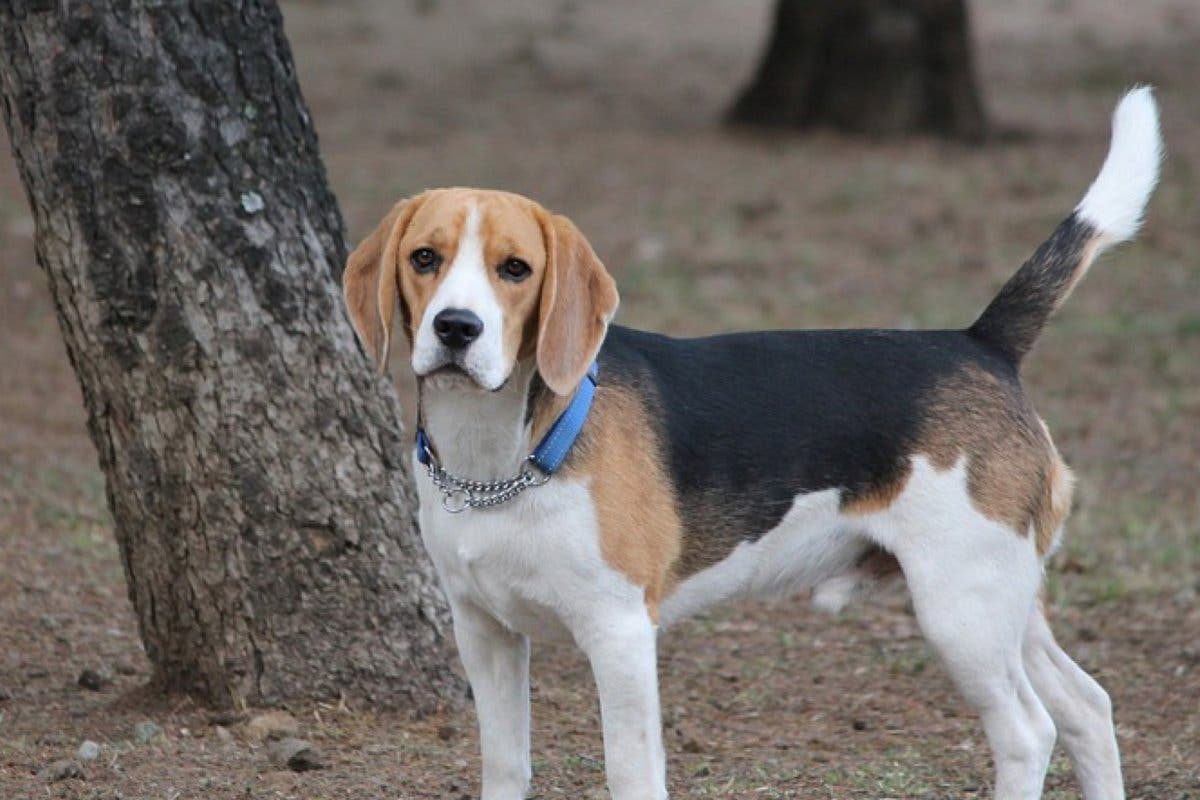 Torrejón crea una nueva área canina y reforma otras dos