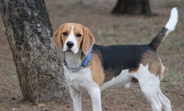 Torrejón crea una nueva área canina y reforma otras dos