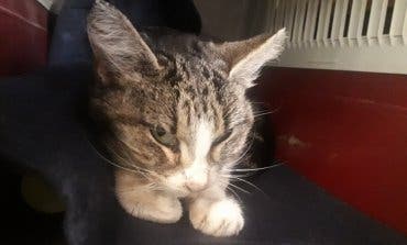 Fatal desenlace para una gata tiroteada en Velilla de San Antonio