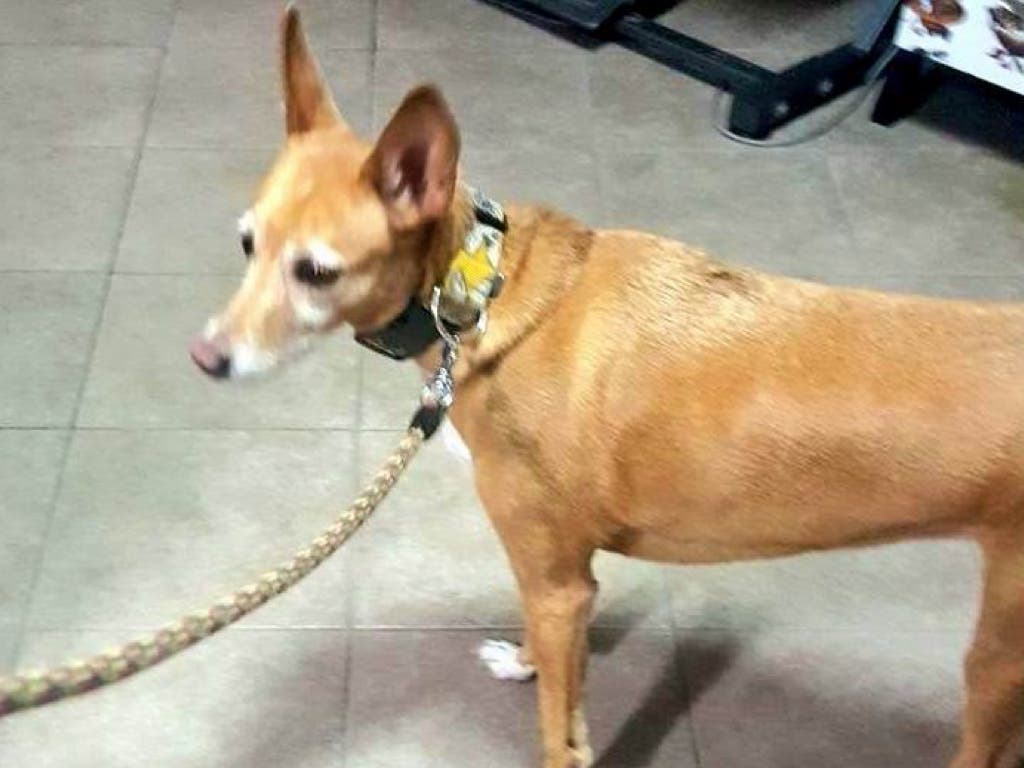 Detenido por pegar a su perro: «Voy a colgarte de un andamio»