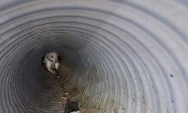 Los Bomberos rescatan en Arganda a dos perros atrapados en una tubería