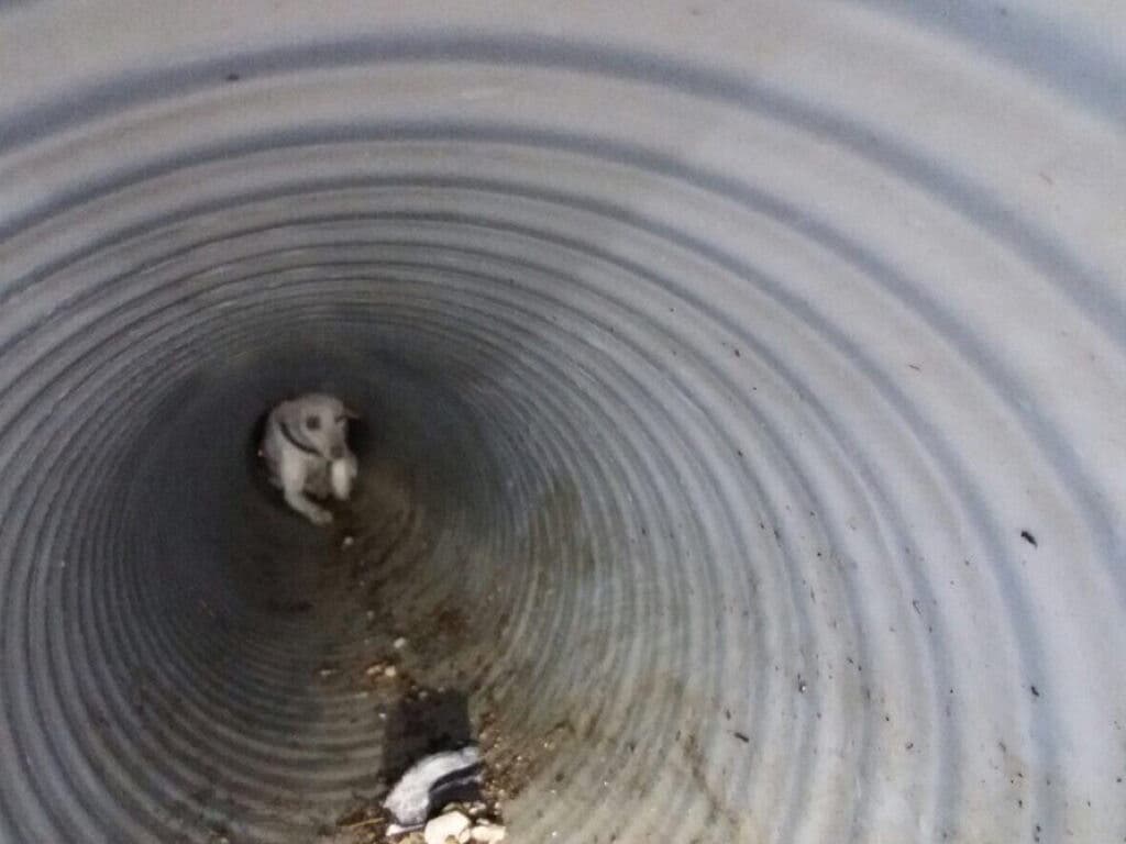 Los Bomberos rescatan en Arganda a dos perros atrapados en una tubería