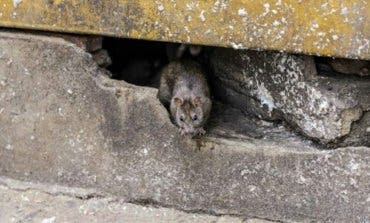 Una rata muerde a un niño en un parque de Alcalá de Henares