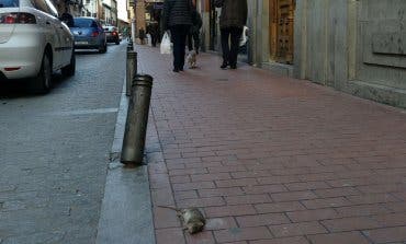 Alcalá de Henares sigue acumulando quejas vecinales por la proliferación de ratas