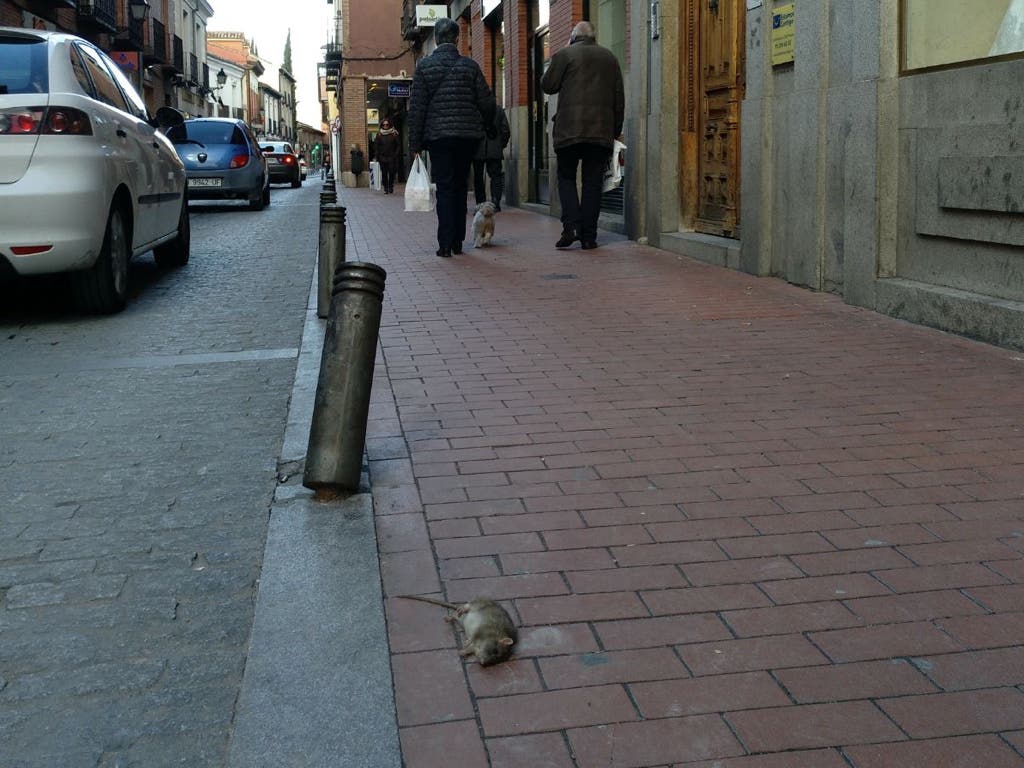 Alcalá de Henares sigue acumulando quejas vecinales por la proliferación de ratas