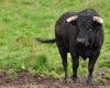 Alerta por un toro huido durante un festejo en Guadalajara: piden a los vecinos evitar paseos por el campo