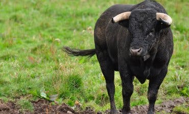 Un padre y su hijo, rescatados de un árbol tras huir de un toro