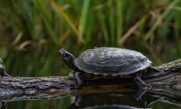 Adiós a las tortugas de Atocha y al estanque que las albergaba