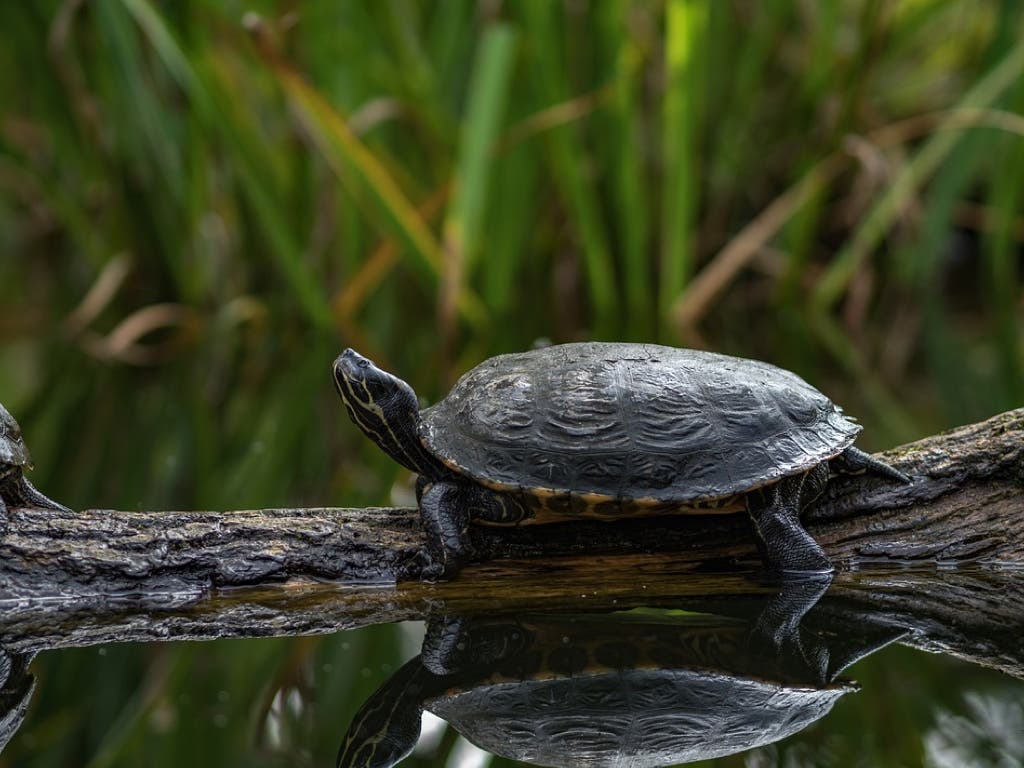 Las tortugas abandonan para siempre el estanque de la estación de Atocha