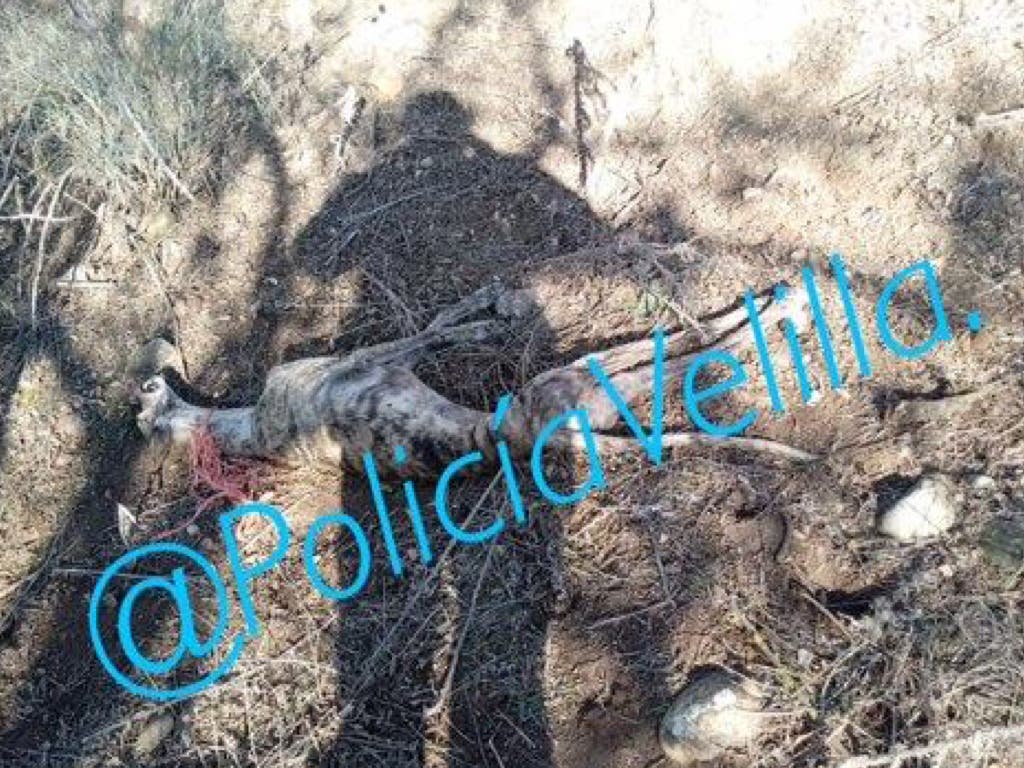 La Policía de Velilla pide ayuda para localizar al maltratador de este galgo