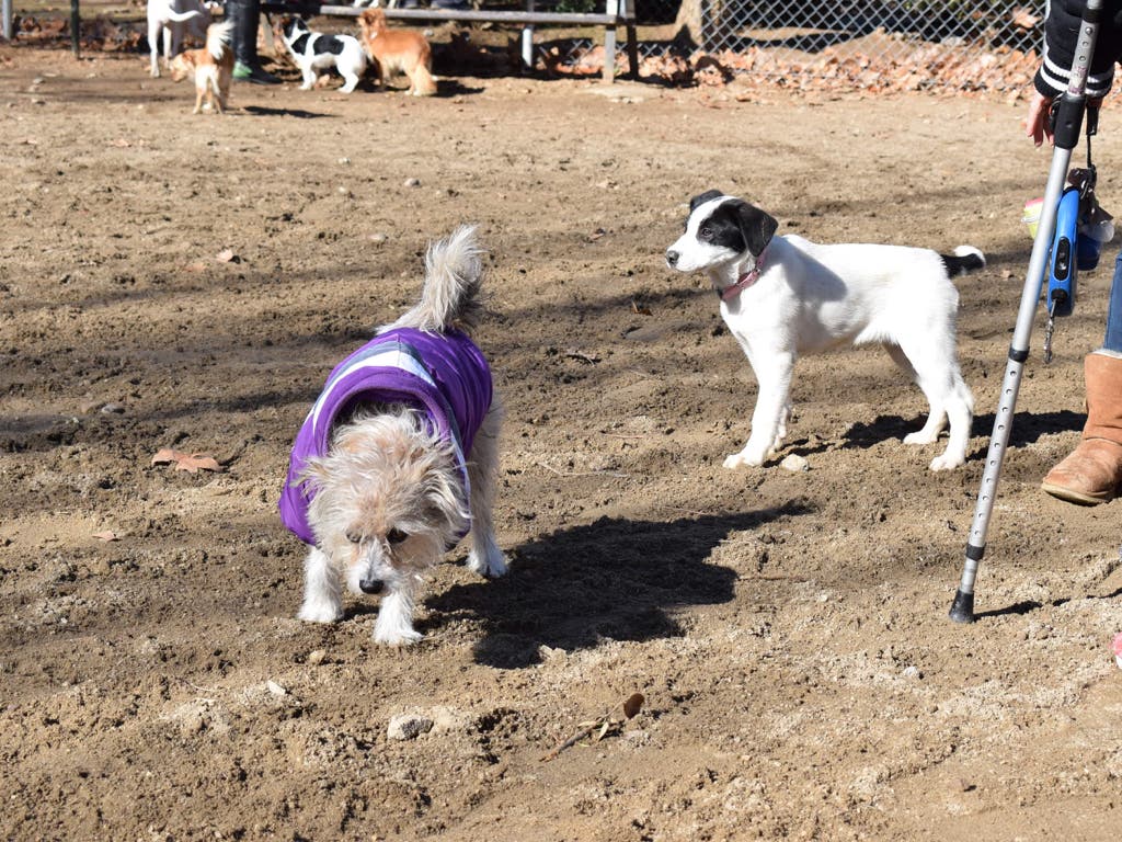 Alcalá estrena área canina en Juan de la Cierva