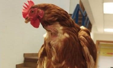 Una gallina que vagaba por las calles de Cabanillas encuentra a su dueño