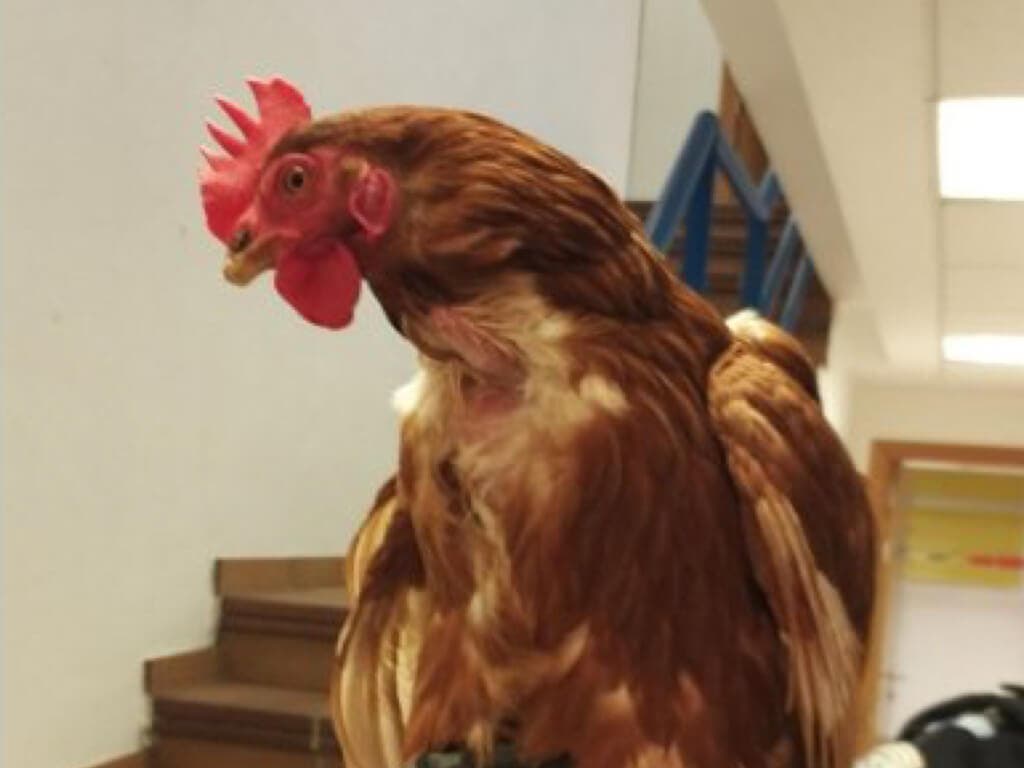 Una gallina que vagaba por las calles de Cabanillas encuentra a su dueño