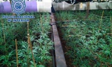 La Policía desmantela un invernadero clandestino de marihuana