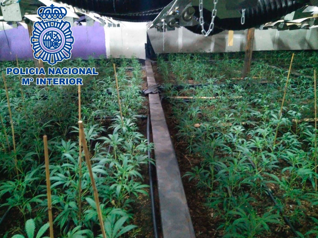 La Policía desmantela un invernadero clandestino de marihuana