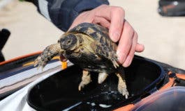 Rescatan en un parque una tortuga mora, especie protegida