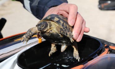 Rescatan en un parque una tortuga mora, especie protegida